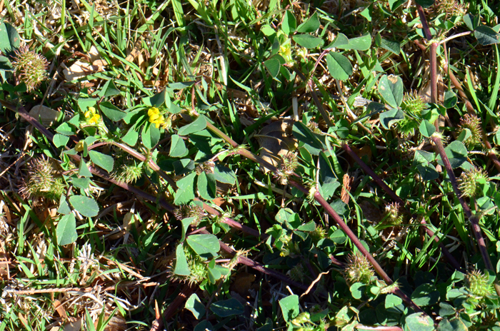 Burclover are widely established plants native to Europe and naturalized in the United States and Canada.  Medicago polymorpha